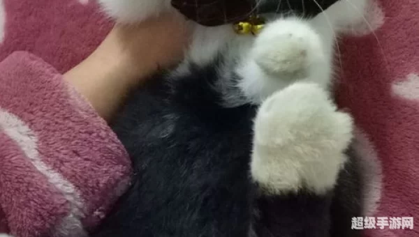 兔区是什么意思